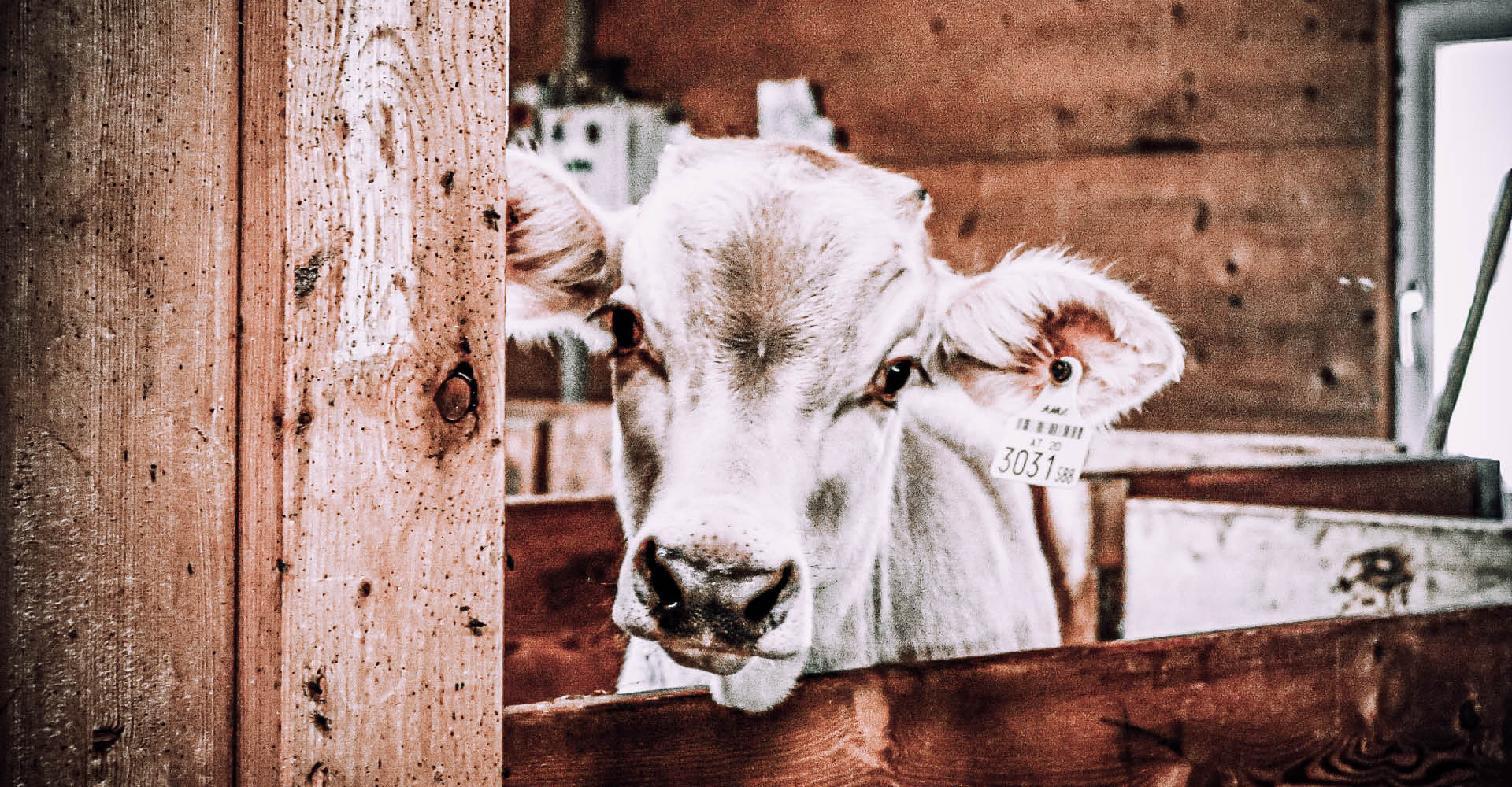 berggasthof-steckholzer-bergbauernhof-tiere-kalbele-stall-1920