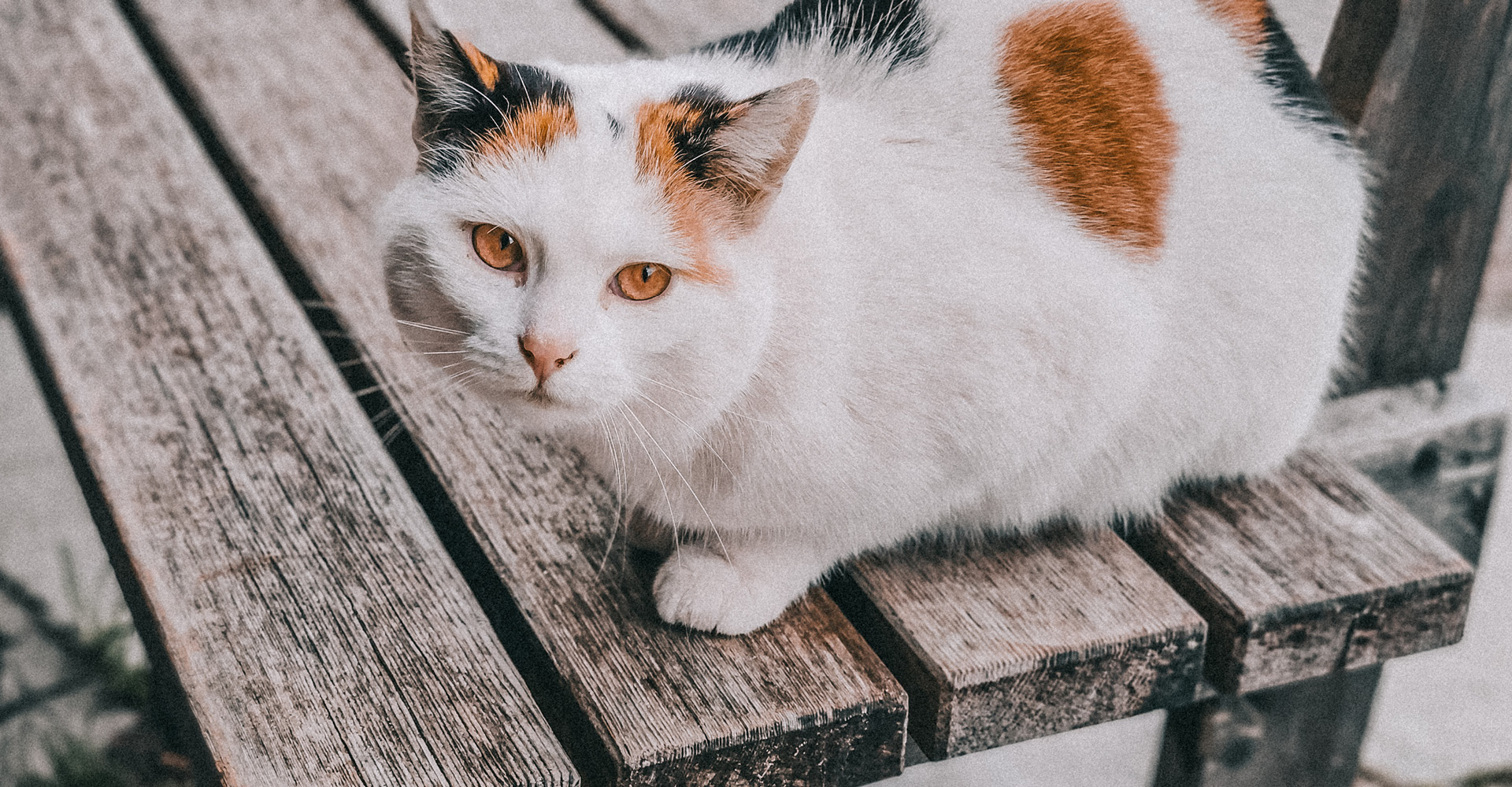 berggasthof-steckholzer-bergbauernhof-tiere-katze-molly-1920px