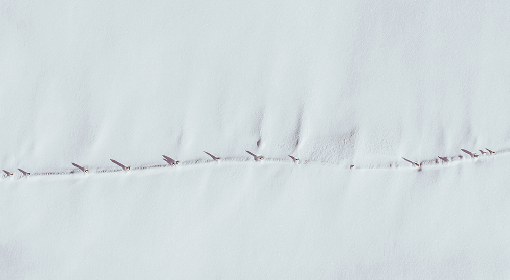 berggasthof-steckholzer-bergbauernhof-winter-landschaft-verschneite-schraegezaeune