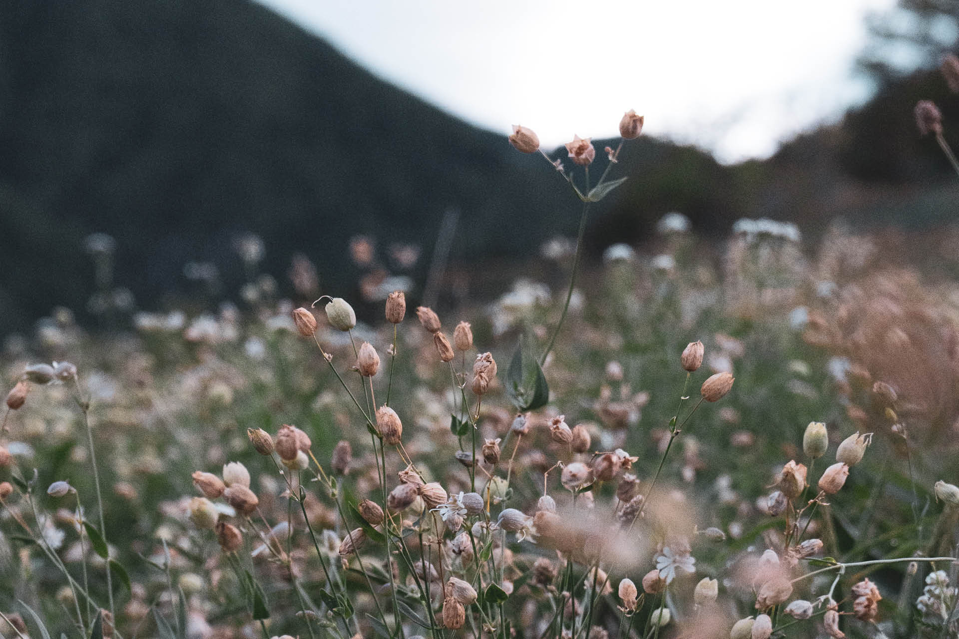 berggasthof-steckholzer-sommer-blumenwiese-1920